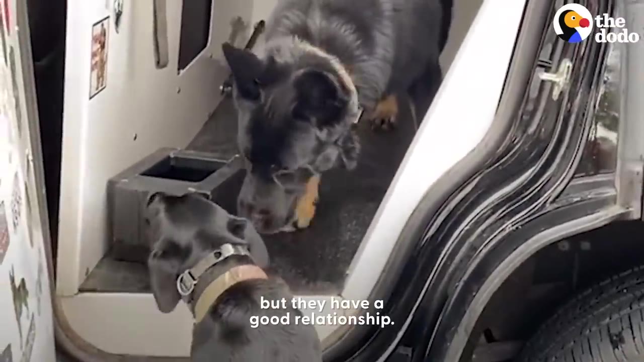 A German Shepherd inside a vehicle sniffing another dog looking up at it from outside.