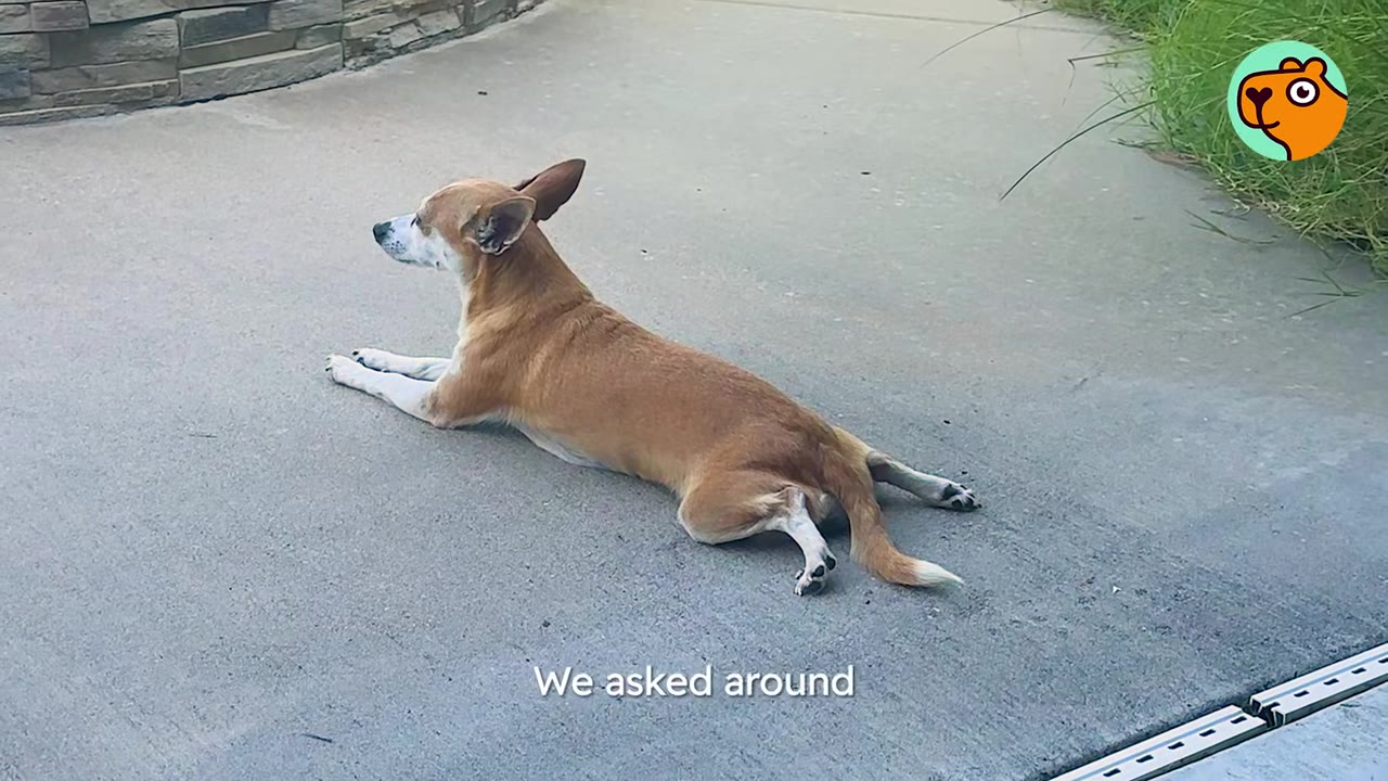 A small brown and white dog lying sprawled flat on a concrete surface outdoors.