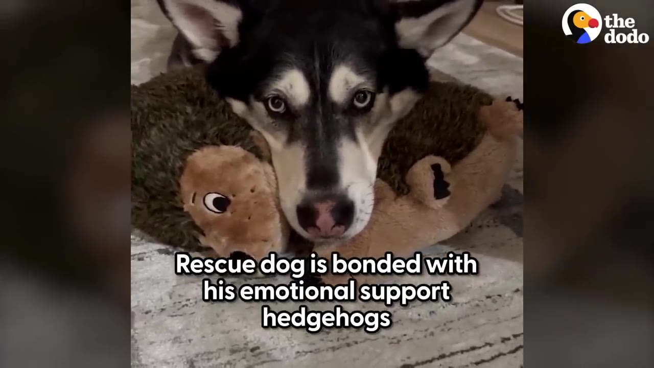 A black and white Siberian Husky resting his chin on a plush stuffed hedgehog toy while looking directly forward.