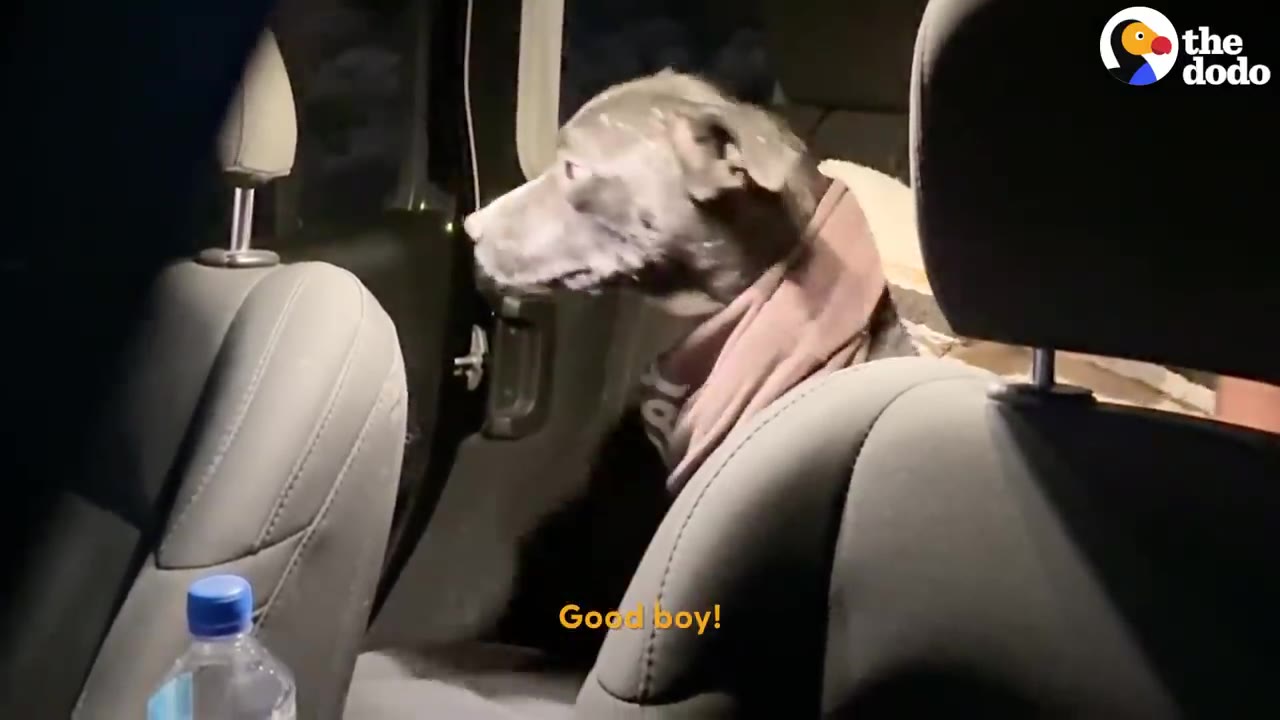 A dog sitting inside a car wrapped in a blanket at night.