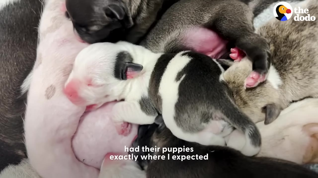 A close-up shot of several newborn puppies huddled together, with on-screen text that reads 'had their puppies exactly where I expected'.