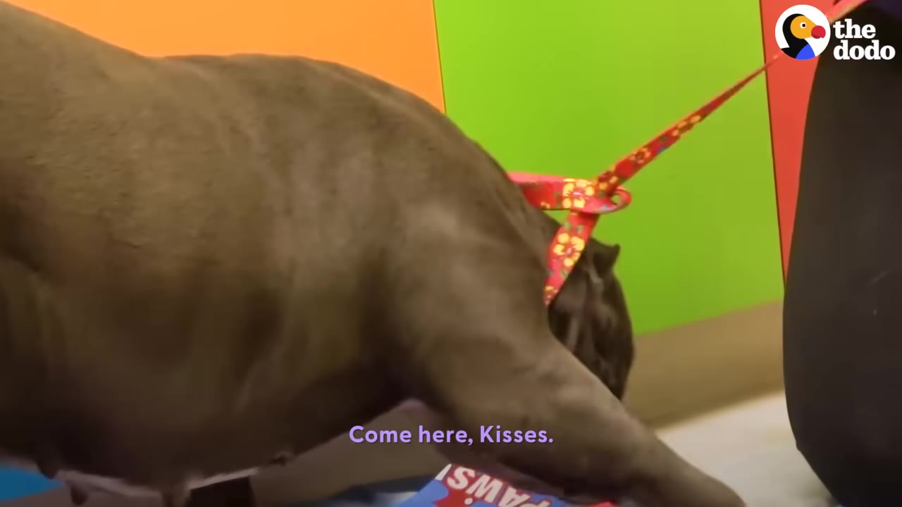 A brown dog wearing a red floral leash leans forward in a room with colorful walls, with the subtitle 'Come here, Kisses.' visible.