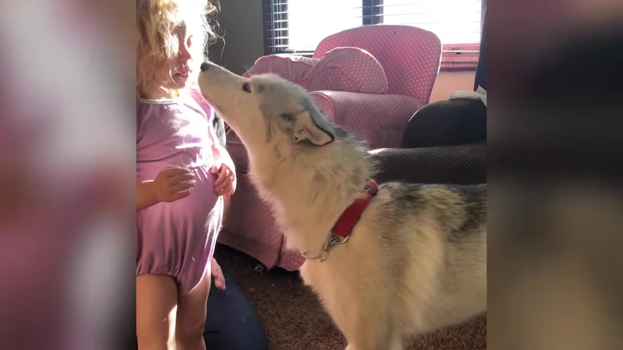 A white and grey husky dog gently reaches its nose up toward a young child's face in a living room.