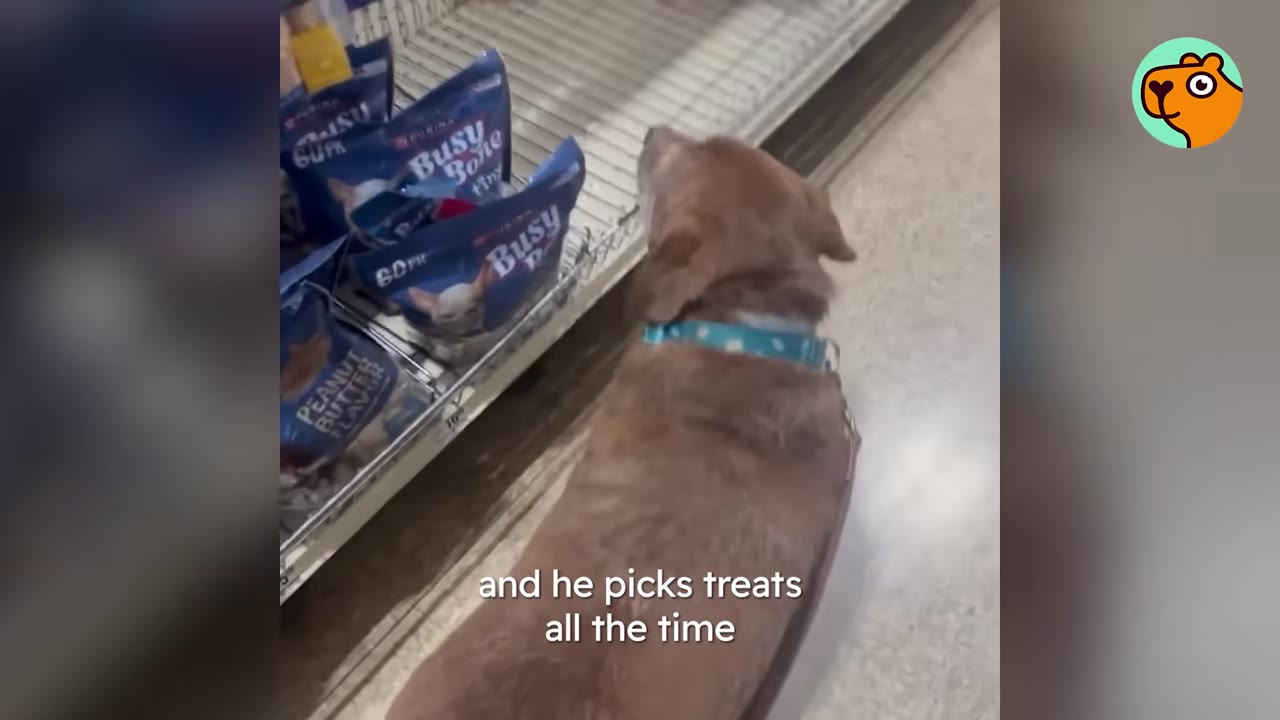 A brown dog wearing a blue collar standing in a store aisle looking at bags of dog treats on a low shelf.