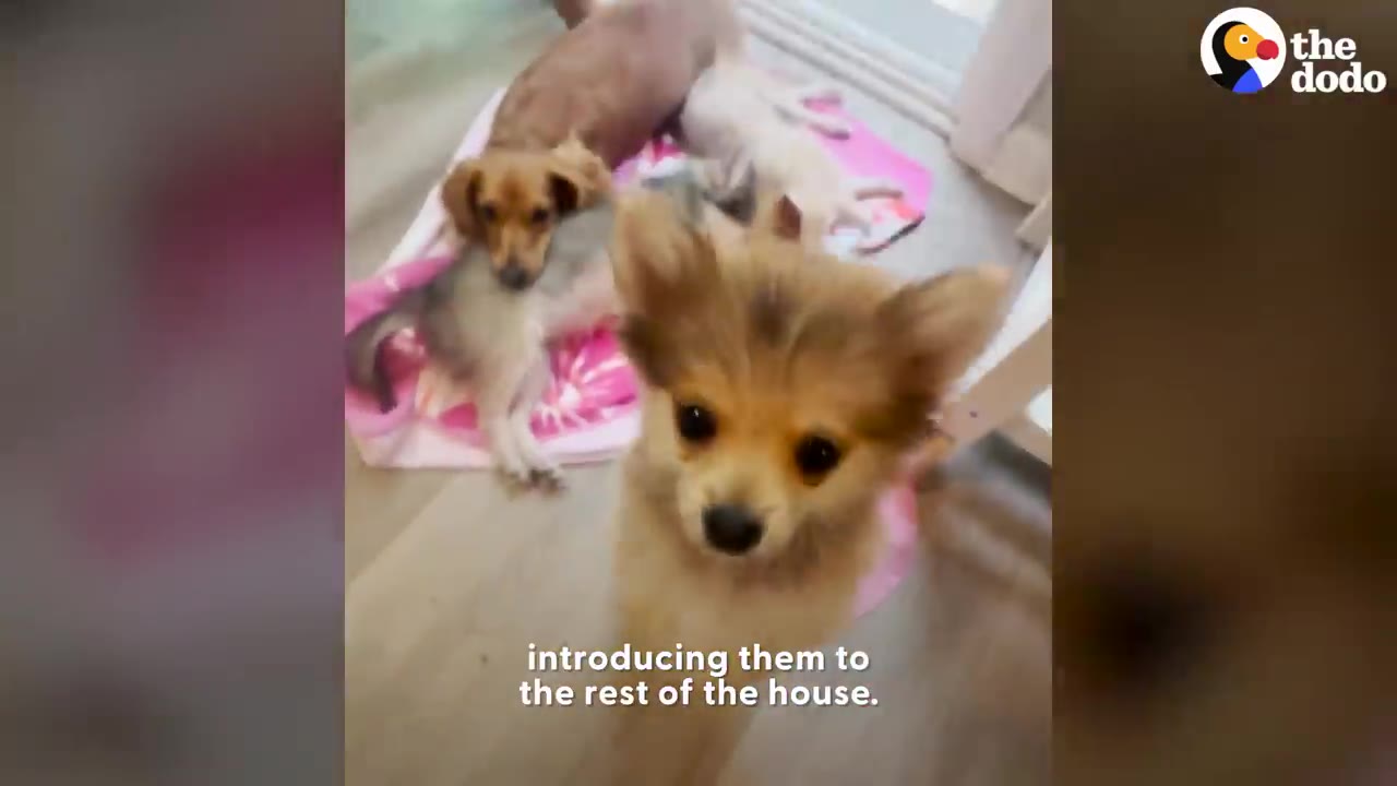 A fluffy puppy stands indoors facing the camera while other small dogs rest on a pink blanket in the background.