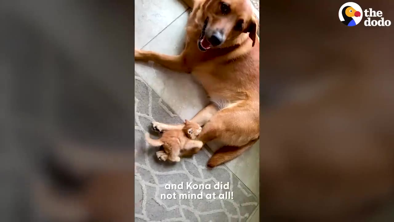A small orange kitten plays near the paw of a large golden dog who lies calmly on the floor.