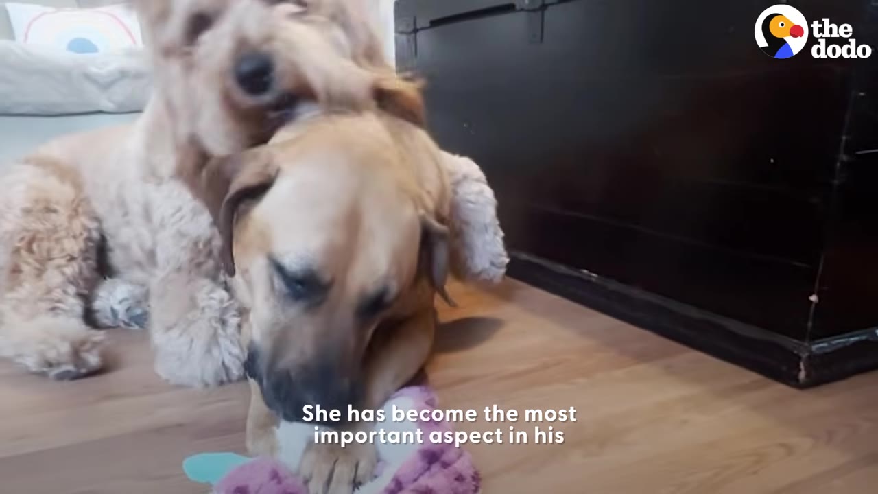 A fluffy tan dog rests its chin affectionatey on top of a smooth-coated light brown dog playing with a toy on the floor.