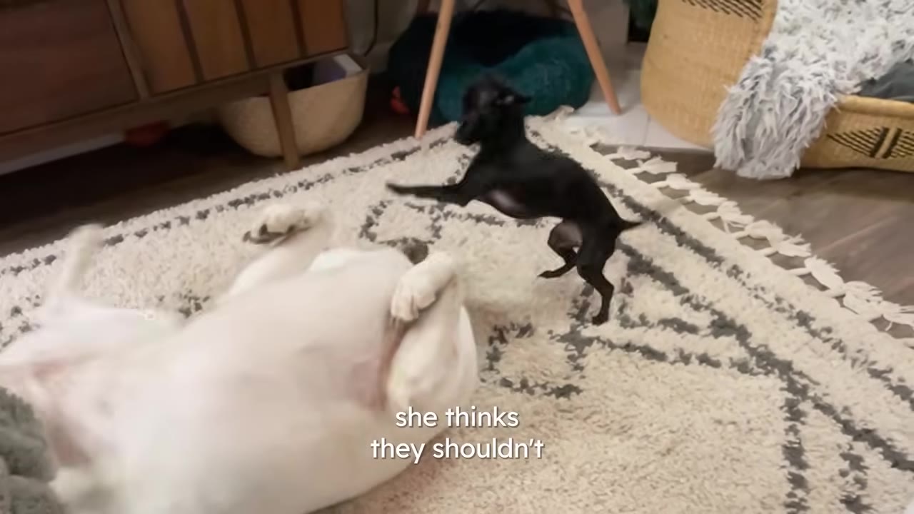 A tiny black dog stands on its hind legs playfully pouncing near a larger white dog lying on its back on a rug.