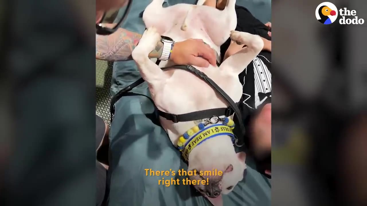 A white dog lying on its back getting a belly rub while wearing a harness and a yellow collar that reads 'I AM DEAF'.