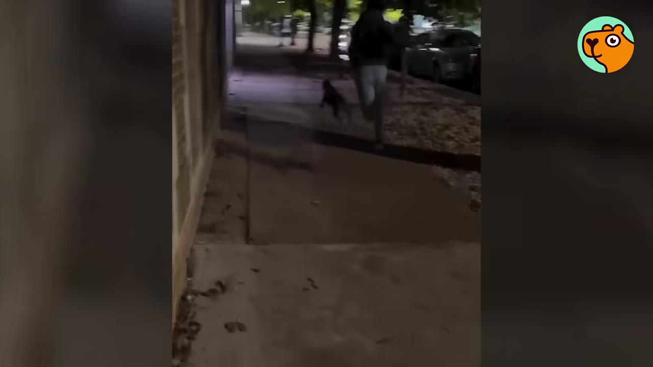 A person walking a dark-furred dog down a sidewalk outside along a building at night.