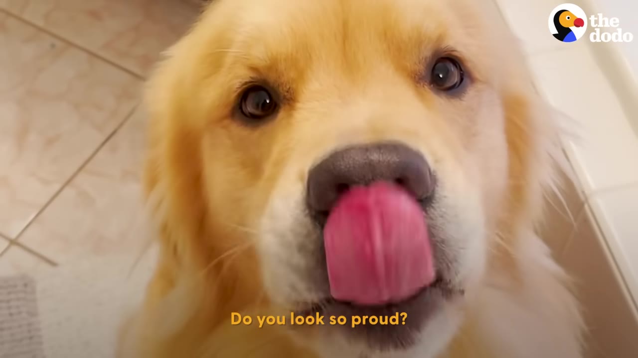 A close-up portrait of a golden retriever looking directly at the camera while licking its nose.