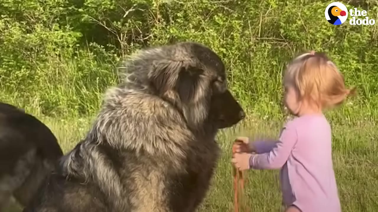 A large, fluffy brown and black dog sitting calmly outdoors facing a young girl wearing a pink shirt who holds a leash.