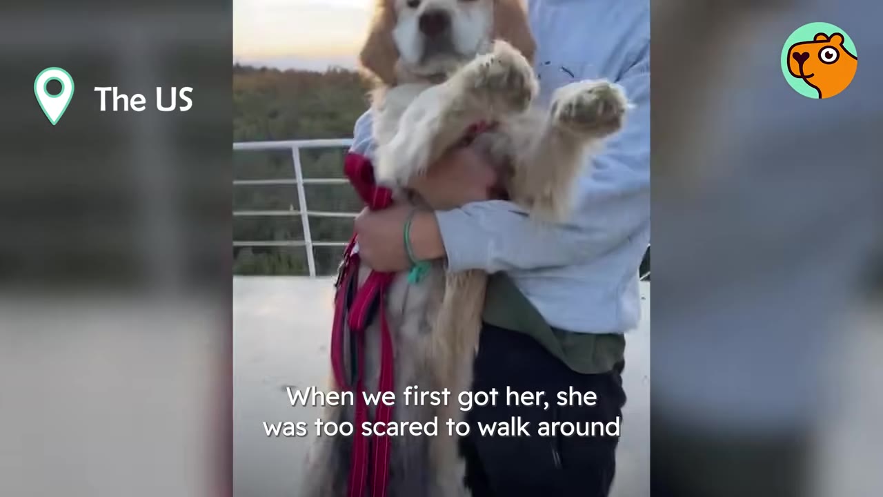 A person holding a golden retriever dog wearing a red leash.