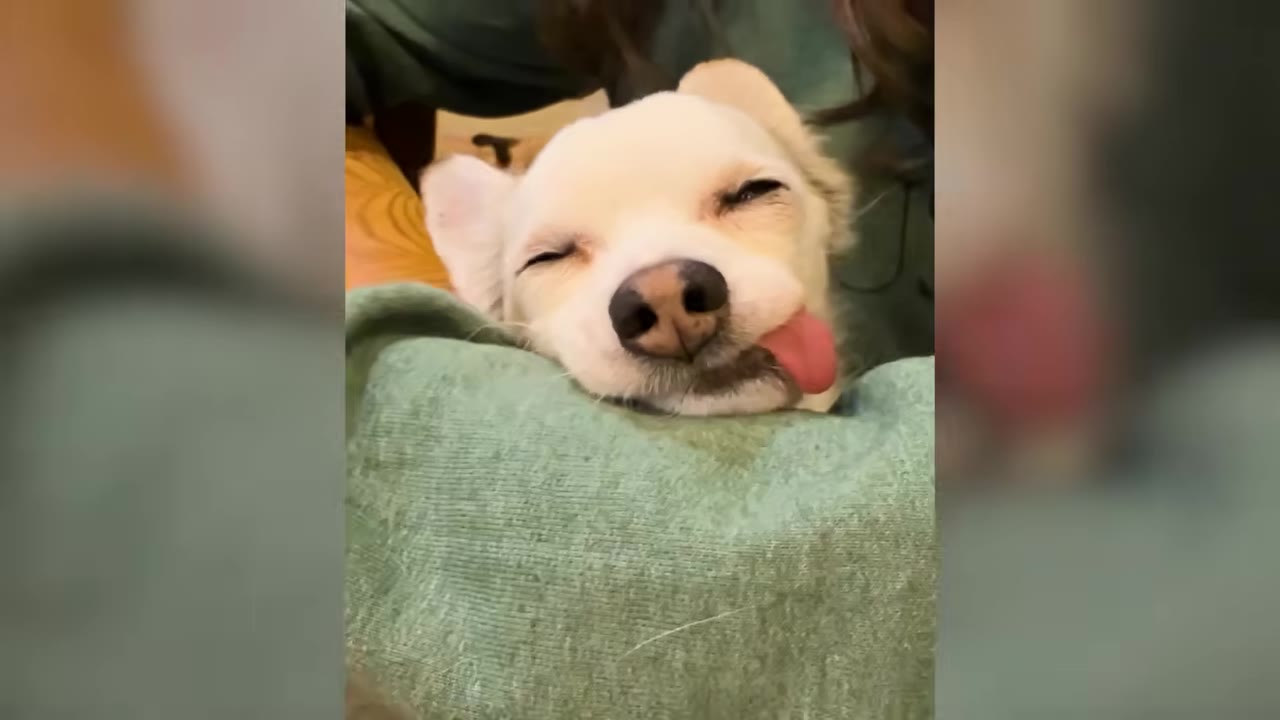 A small white dog resting its head on a person's arm with its eyes closed and tongue sticking out.