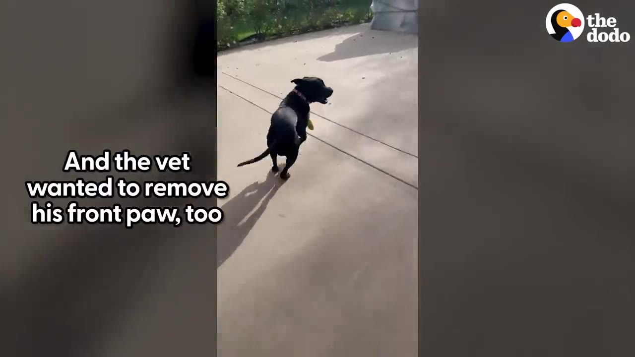 A black dog walks along a concrete path outdoors.