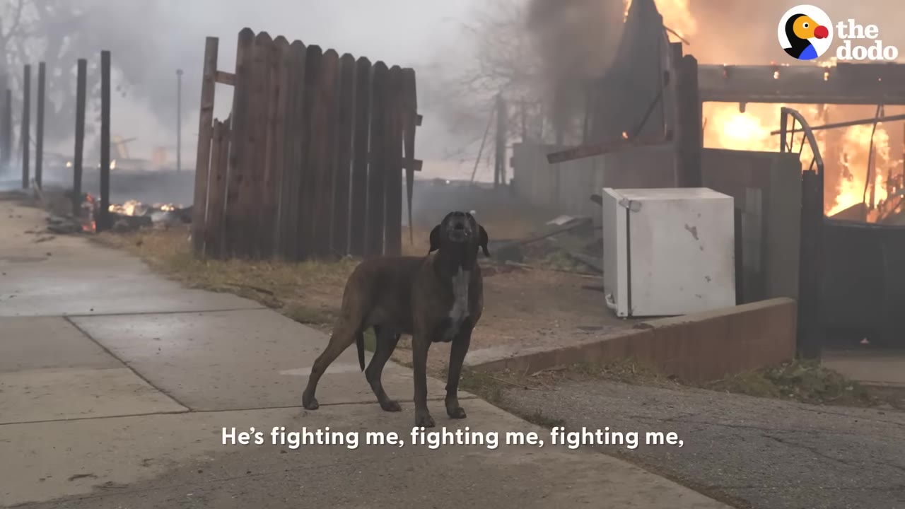 A brown dog standing on a sidewalk barking near a burning structure and fence filled with smoke.