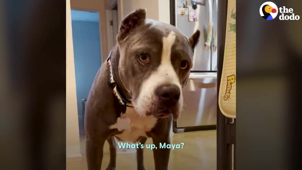 A grey and white pit bull-type dog with cropped ears stands in a kitchen, looking directly at the camera with a curious expression.