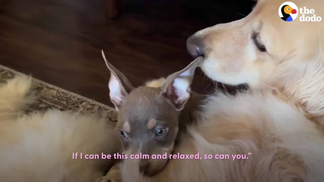 A golden dog gently nuzzles the ear of a small brown puppy resting beside it.