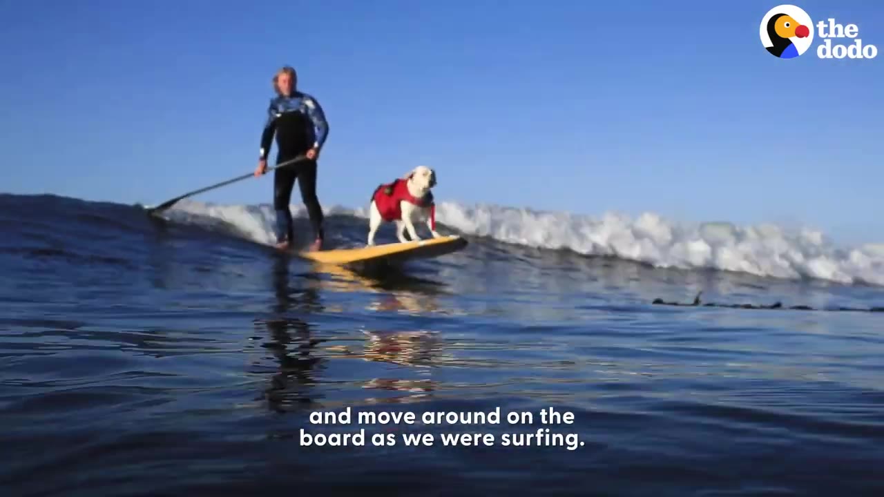 A white dog wearing a red life vest stands upright on all four paws at the front of a yellow paddleboard while riding a wave alongside a person paddleboarding.