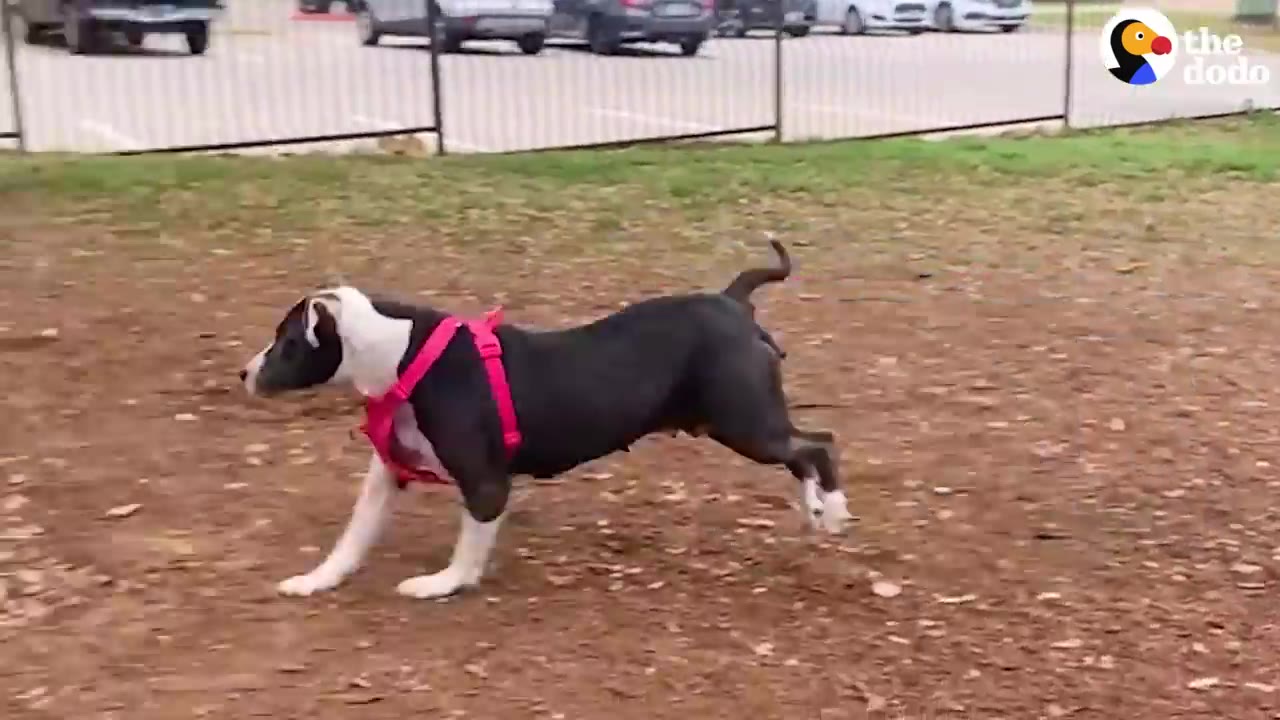 A black and white dog wearing a bright pink harness runs happily across a dirt and woodchip-covered outdoor dog park.