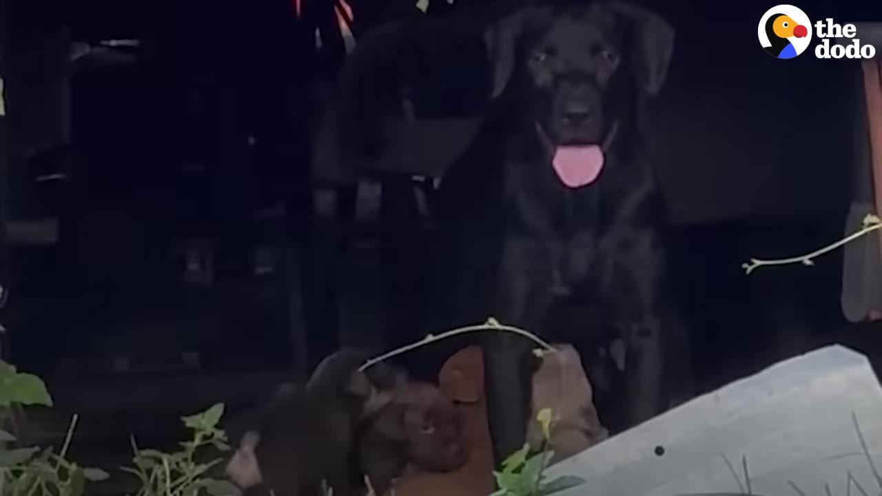 A black dog sitting at night in the dark near small puppies.