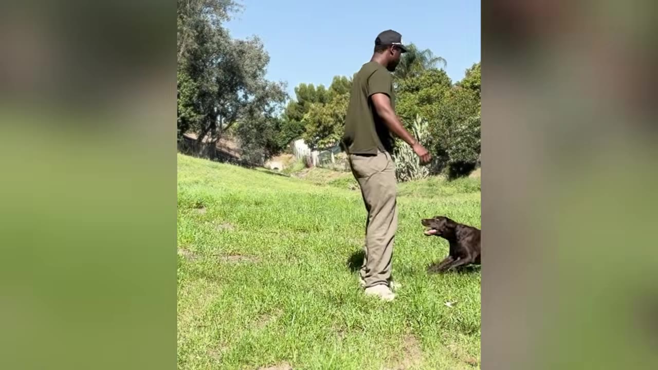A man in a green t-shirt, khaki pants, and a black cap stands in a grassy field, looking down patiently at a young chocolate Labrador retriever.