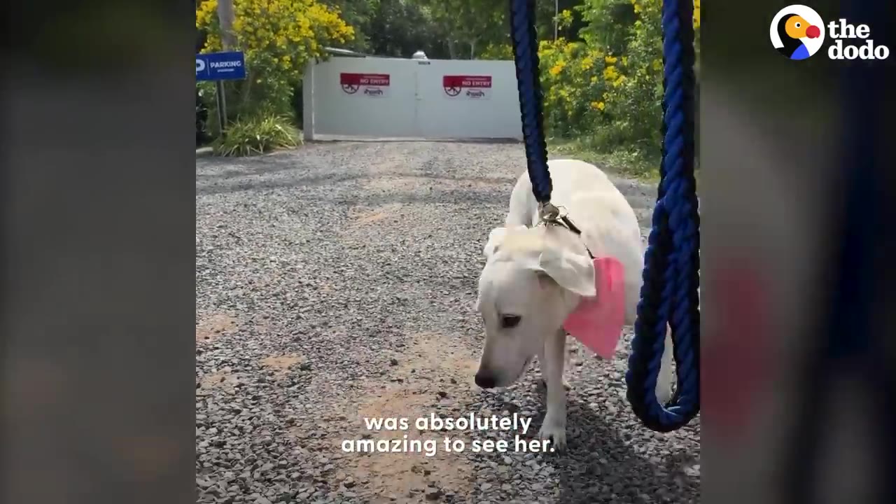 A white dog wearing a pink bandana walks on a gravel path while on a blue leash.