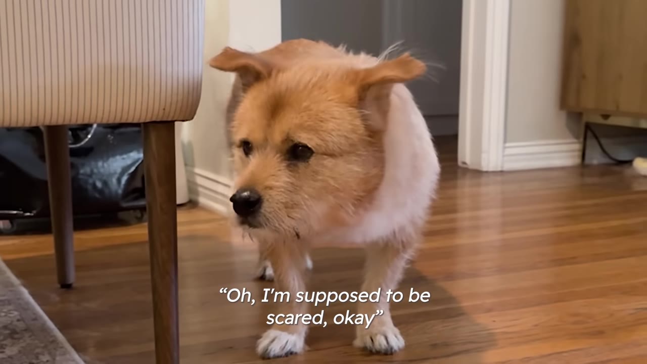 A small tan scruffy dog standing on a hardwood floor inside a home, looking alertly to the side.