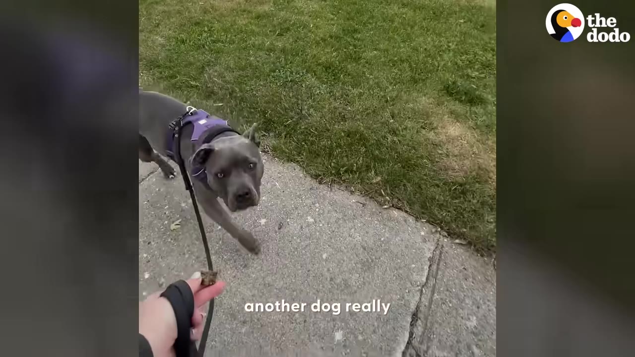 A gray dog wearing a purple harness walks along a sidewalk looking toward a treat held out in a person's hand.