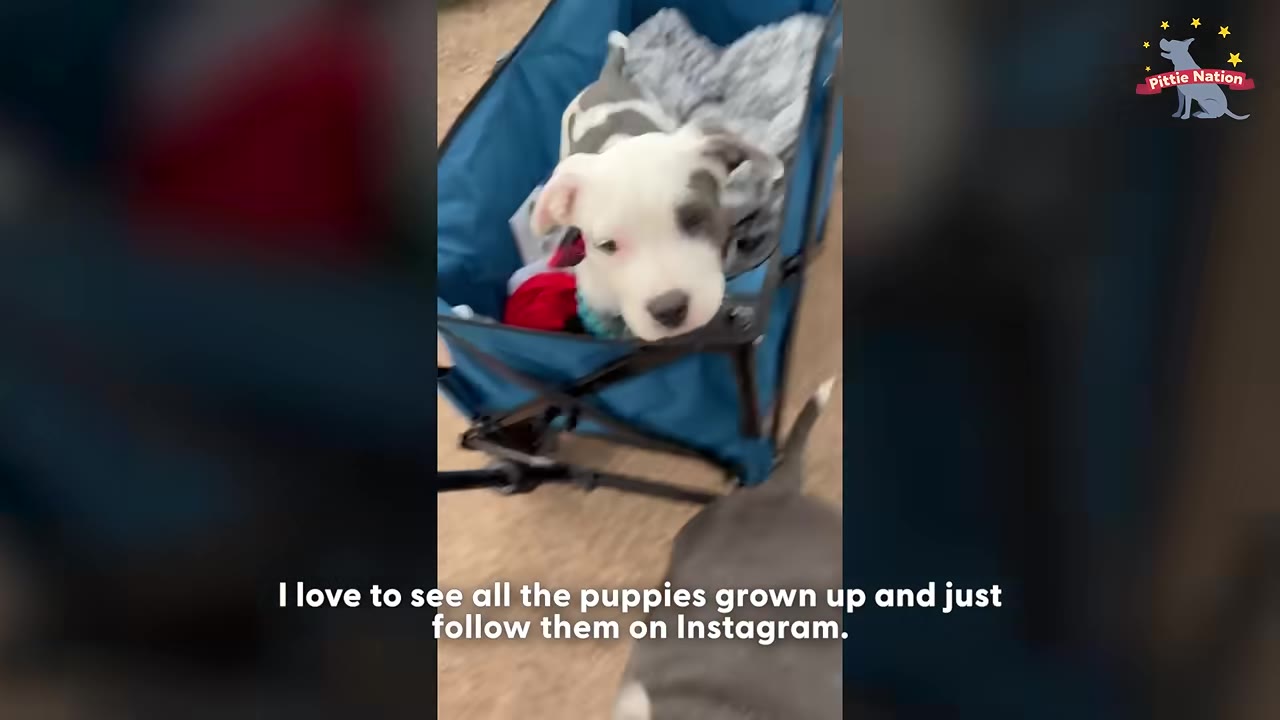 A white and grey puppy sitting inside a blue folding wagon.