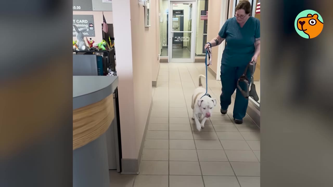 A woman wearing blue scrubs walks a white dog on a leash down a hallway.