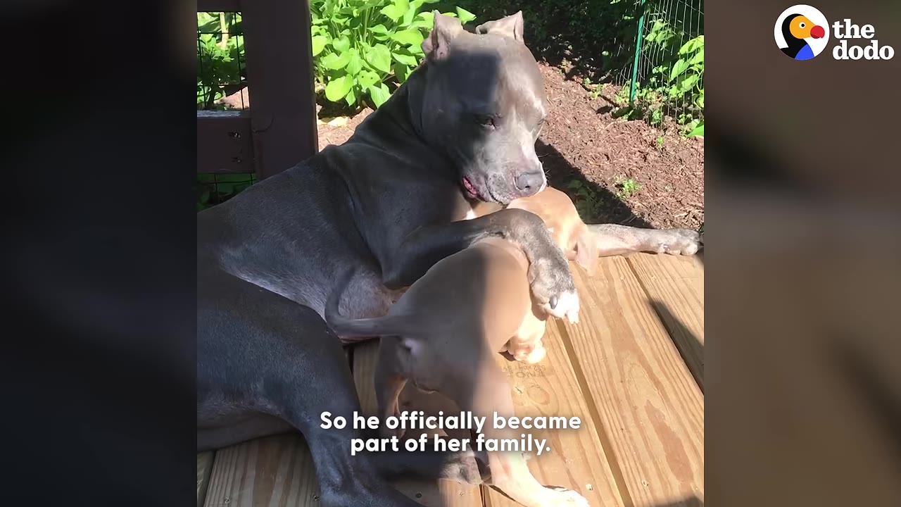 A grey pit bull lies on a wooden deck, gently resting its paw on a small tan puppy.
