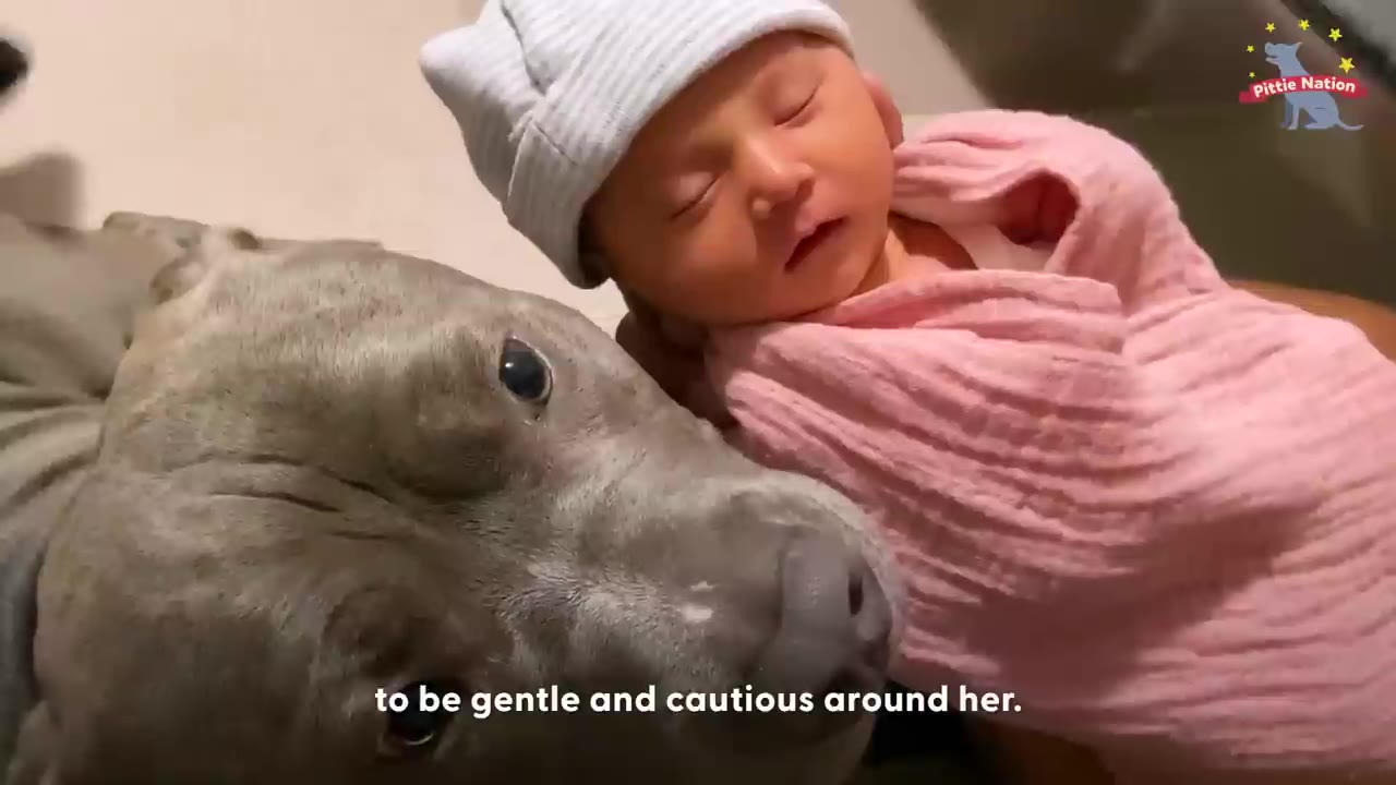 A grey pit bull lies down gently next to a sleeping newborn baby wrapped in a pink blanket.