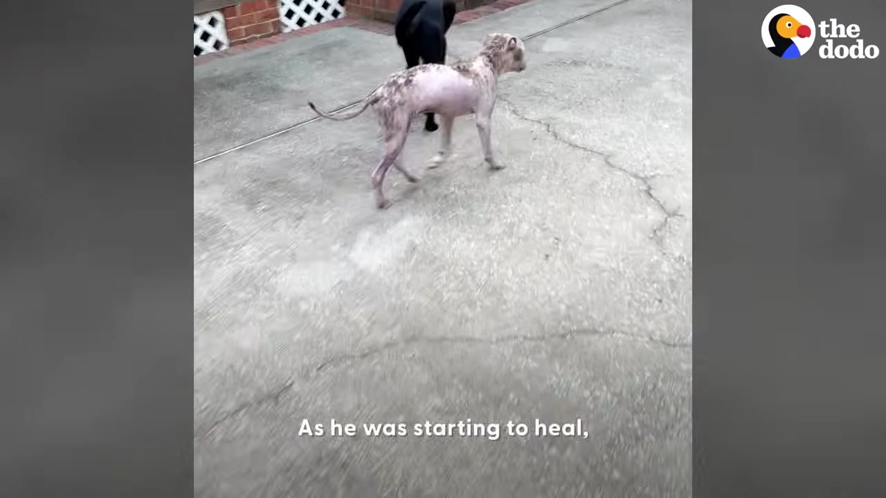A light-colored dog with patchy fur and healing skin walks across a concrete driveway.