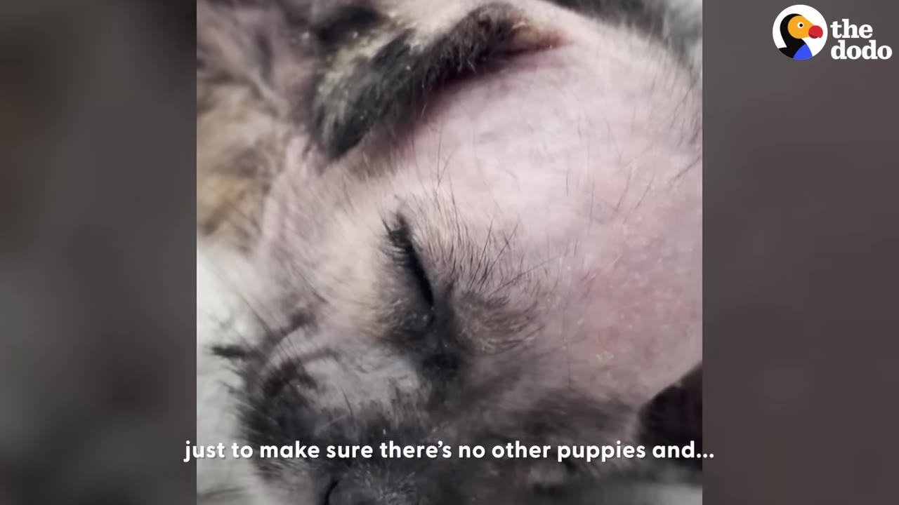 A close-up of a small, mostly hairless puppy resting with its eyes closed.