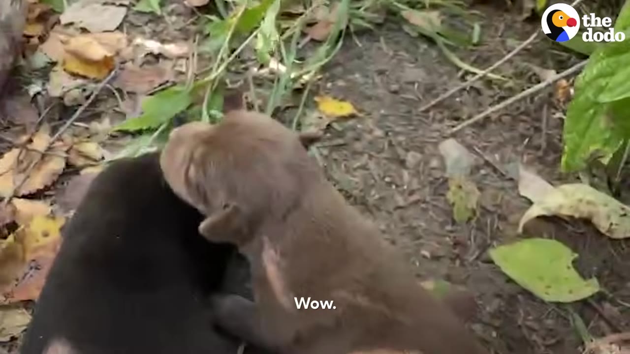 A small light brown puppy standing next to a black puppy on dirt covered in fallen leaves.