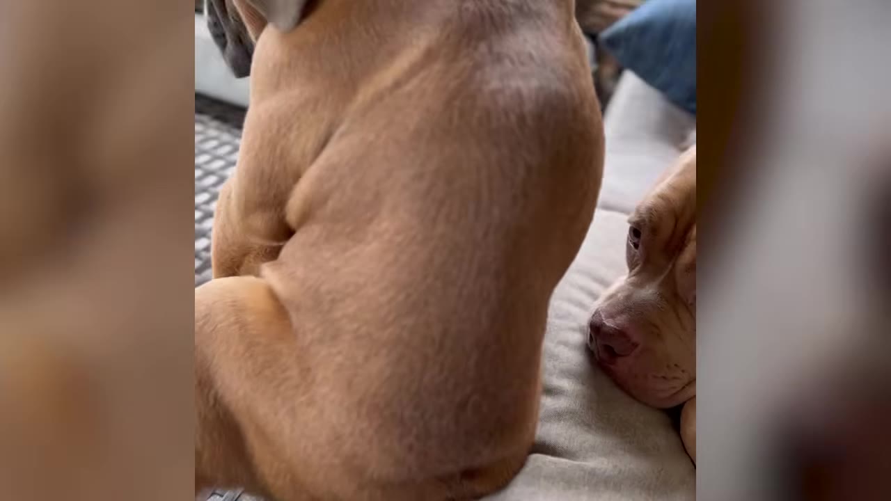 A close-up view of a young brown dog's curved back as it sits on a cushion beside another dog.
