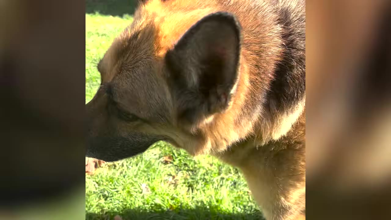A close-up profile view of a German Shepherd outdoors on a patch of green grass.