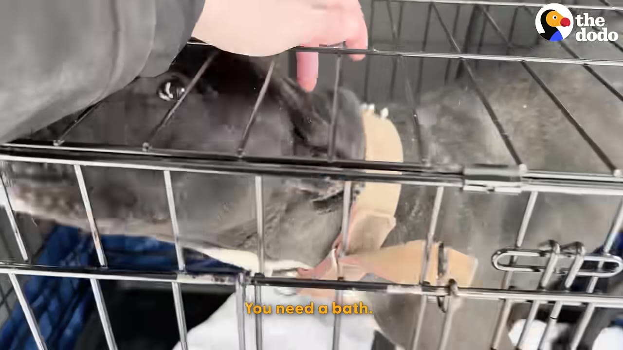 A hand gently pets a dark-colored dog through the metal bars of a crate, with the subtitle 'You need a bath.' visible at the bottom.