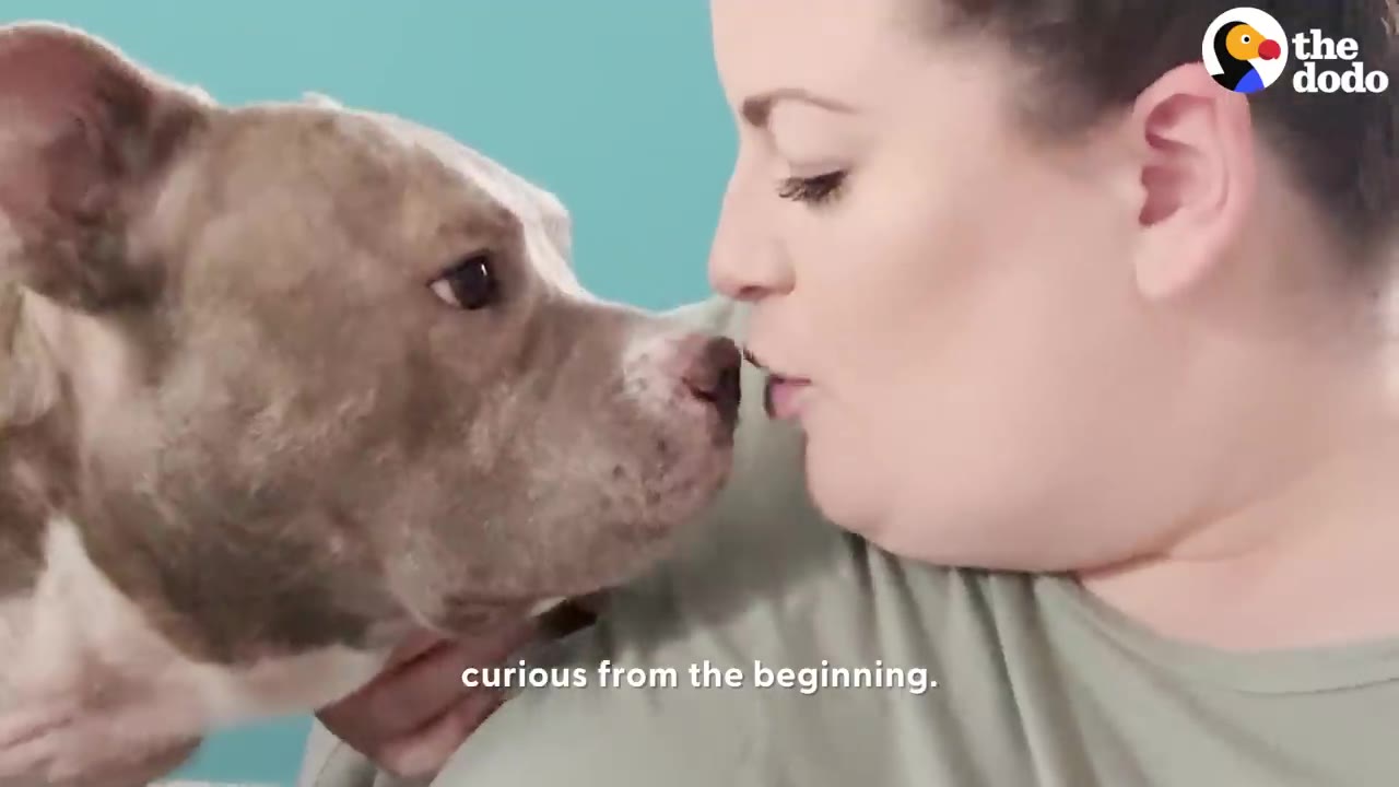 A grey and white dog leans in face-to-face with a woman against a light blue backdrop.