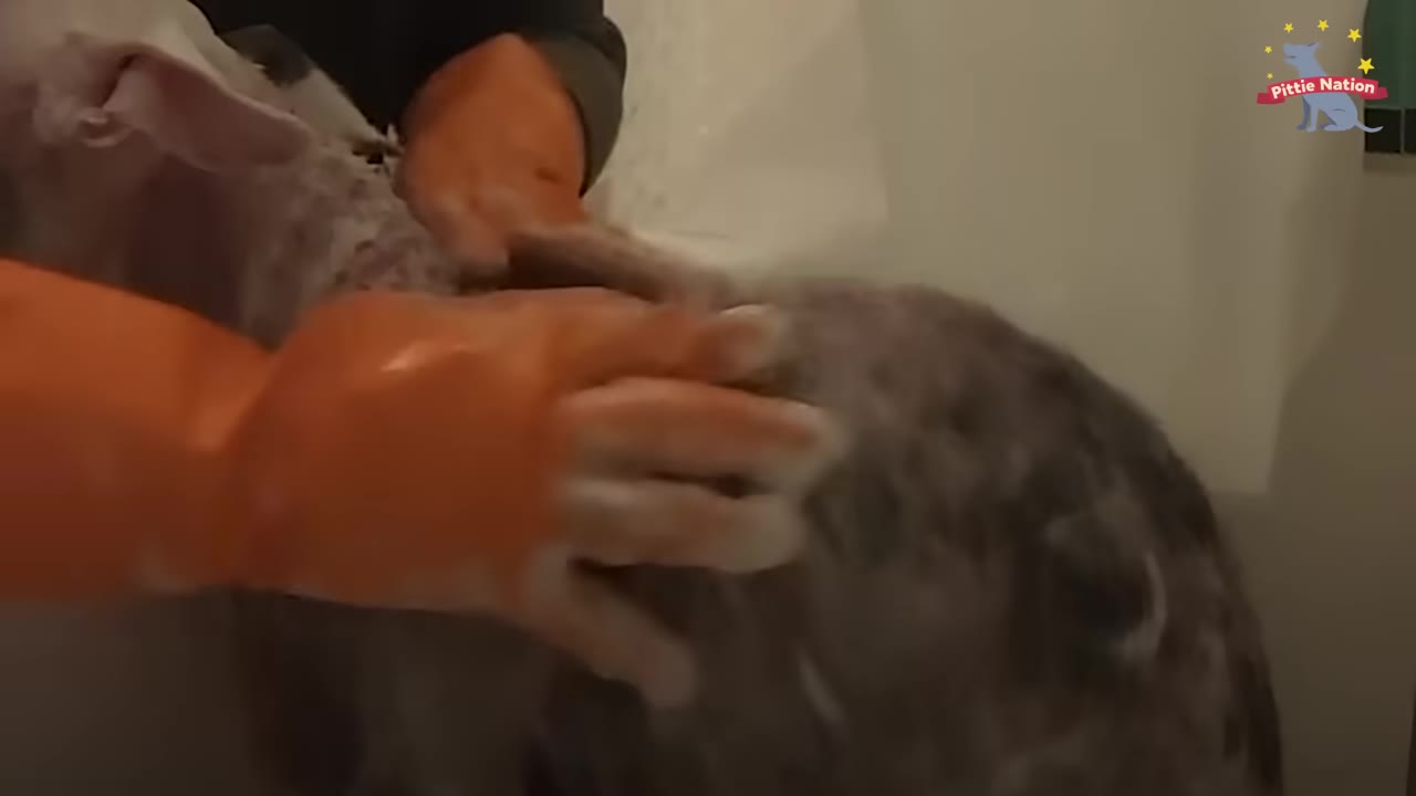 Orange-gloved hands lathering soap onto a dog's coat during a bath.