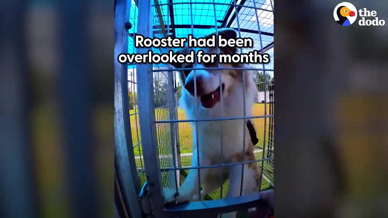 A dog named Rooster looking through the wire door of an outdoor enclosure.