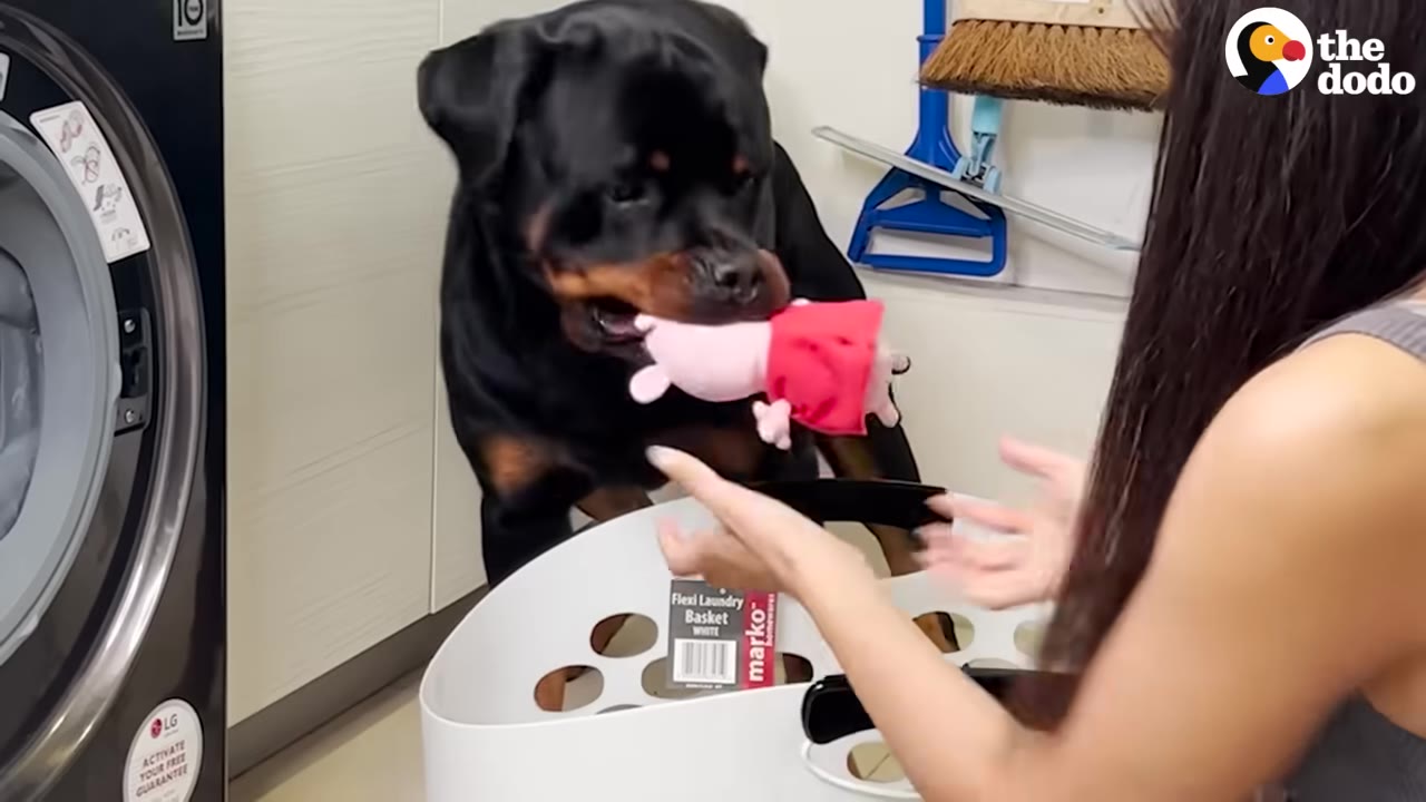 A Rottweiler holding a pink plush toy in its mouth next to a white laundry basket and a washing machine, with a person's hands reaching out to it.