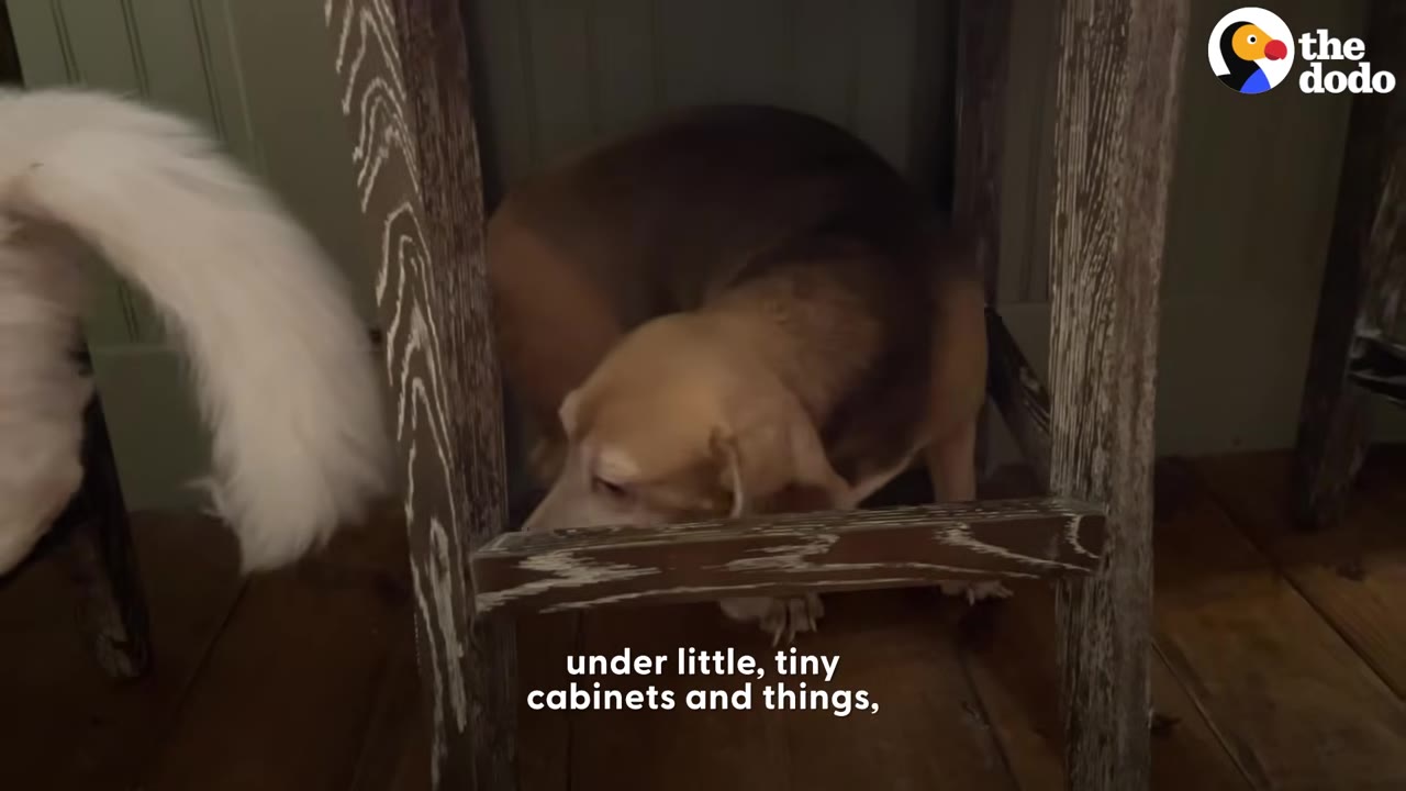A small beagle named Mocha crouching low under a wooden stool indoors.