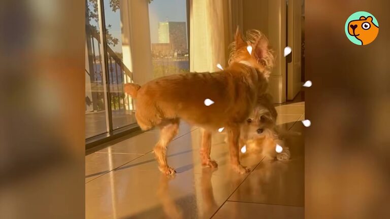 Louisiana Woman Notices Her Three-Legged Dog Refusing To Leave Her Older Sister’s Side And Realizes Why