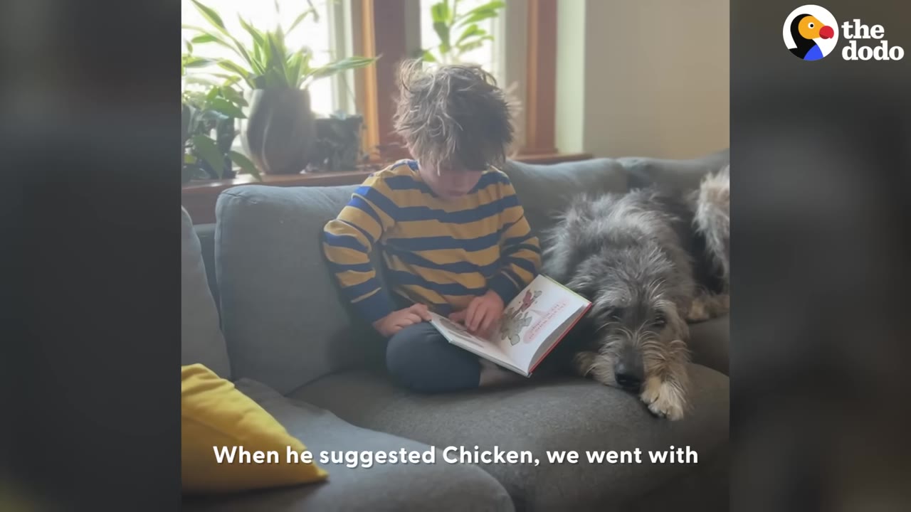 A young boy in a striped shirt sits on a grey couch reading a book next to a large, shaggy grey dog resting its head on the cushion.
