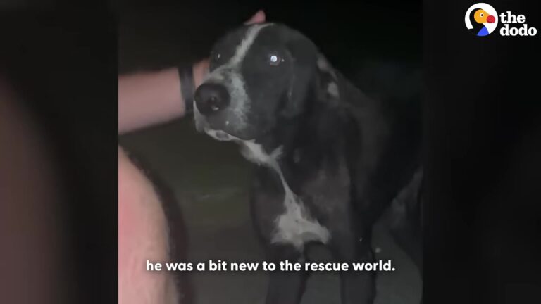 Colorado Rescuer Brought Her New Partner On A Jungle Mission Neither Of Them Would Soon Forget