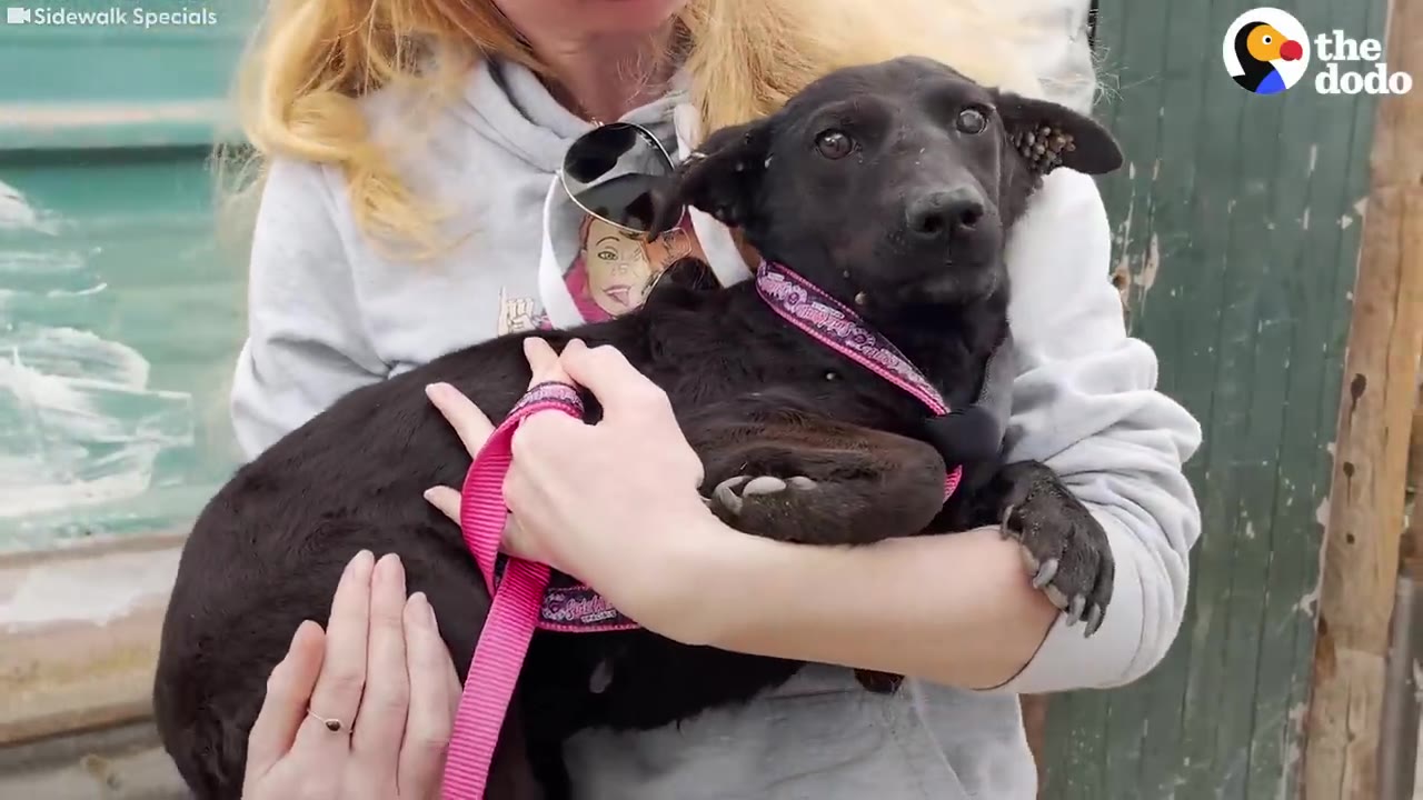 A close-up view of a small black dog being held, with visible ticks clustered around its left ear.