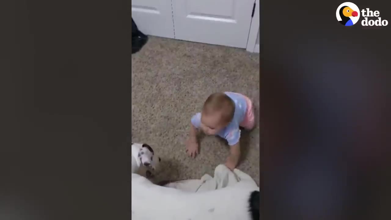 A baby crawls on a carpeted floor toward a white dog with black spots.