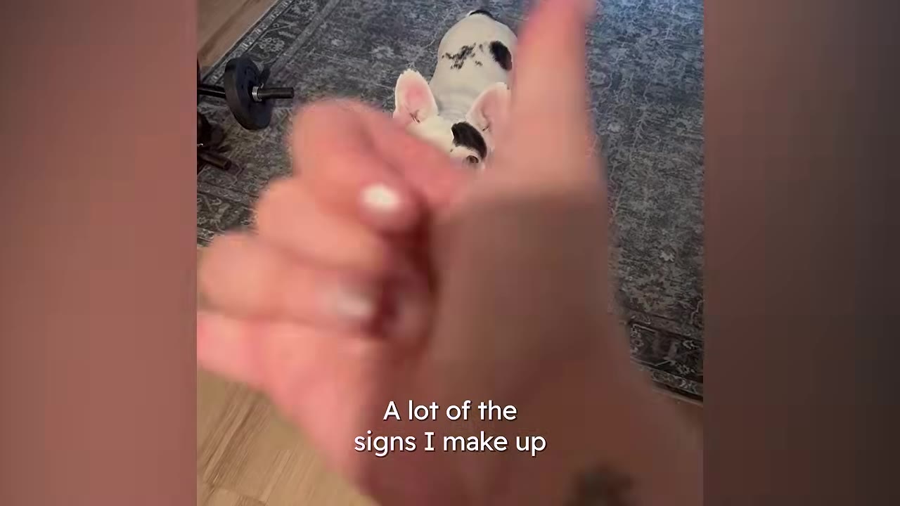 A close-up of a hand making a sign gesture in front of a white French bulldog with black spots, with text overlay reading 'A lot of the signs I make up'.